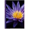 Botanics Deluxe 100 стр. 29x32 под уголки Фиолетовый Q6702231 (арт.5-06983)