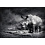 60x80 Rhinoceros FP02837 (арт.5-11600)