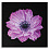 50x50 Flower With Black Back Ground Asrtd Designs FP02567 (арт.5-11024)