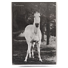 R.Hale: Animals black and white на 36 фото 10x15 кармашки LM-4R36/S (46819) (арт.5-40142)