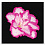 50x50 Flower With Black Back Ground Asrtd Designs FP02567 (арт.5-11024)