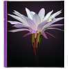 Botanics Deluxe 100 стр. 29x32 под уголки Сиреневый Q6702231 (арт.5-06982)