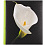 Botanics Deluxe 100 стр. 29x32 под уголки Зеленый Q6702231 (арт.5-06984)