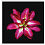 50x50 Flower With Black Back Ground Asrtd Designs FP02567 (арт.5-11024)