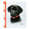 K.Kimberlin: F.Puppies на 40 магнитных стр. 23x28, спираль LM-SA20 (46355) (арт.5-41009)
